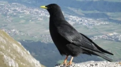 Koju maksimalnu visinu leti ptice